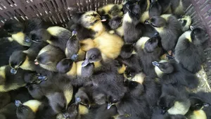 One-day-old Black Hole breed ducklings for sale
