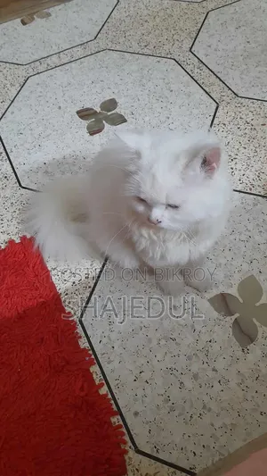 1+ Year Male Purebred Persian