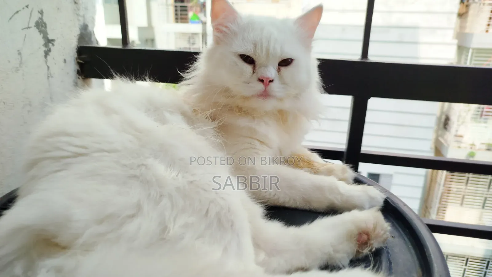 1+ Year Male Purebred Persian Cat
