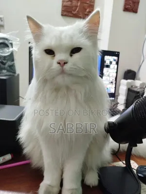 1+ Year Male Purebred Persian Cat