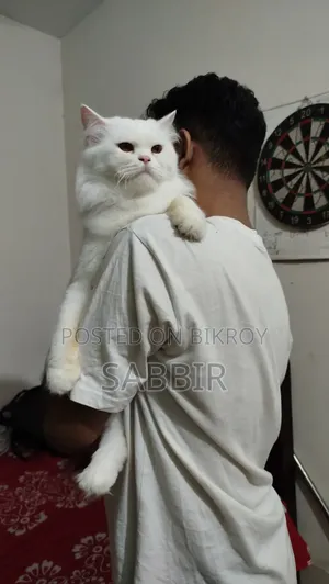 1+ Year Male Purebred Persian Cat