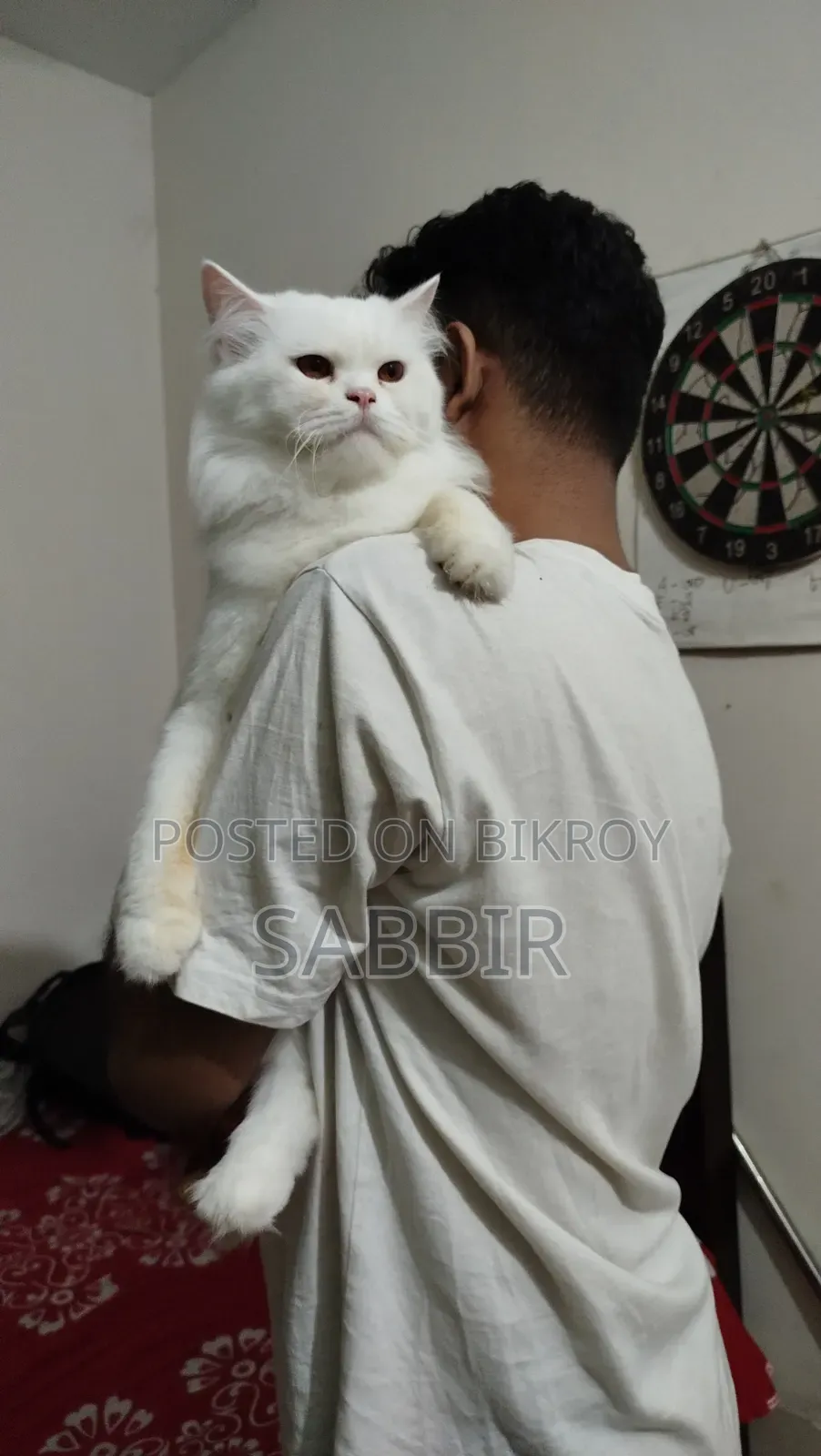 1+ Year Male Purebred Persian Cat