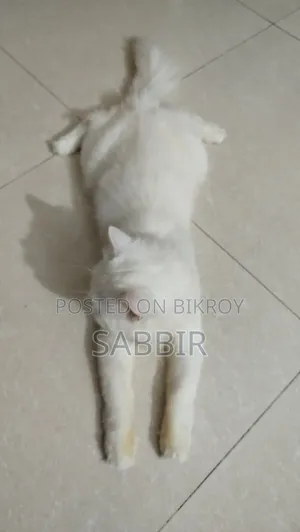 1+ Year Male Purebred Persian Cat