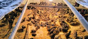 One-day-old Japanese quail chicks for sale!