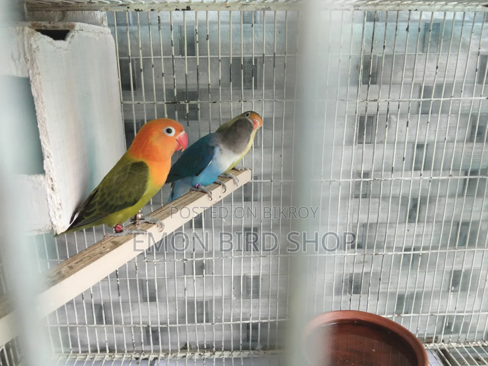 Lovebird for Sale