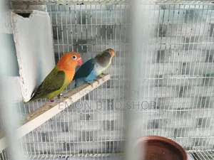 Lovebird for Sale