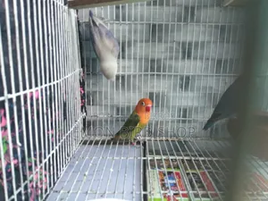 Lovebird for Sale