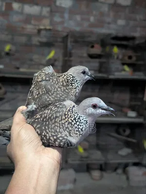 Native Spotted Dove