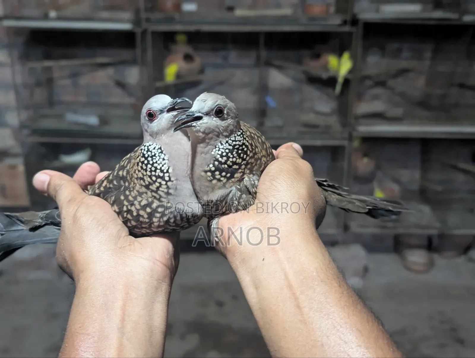 দেশি তিলা ঘুঘু