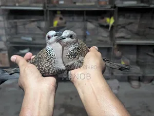 দেশি তিলা ঘুঘু
