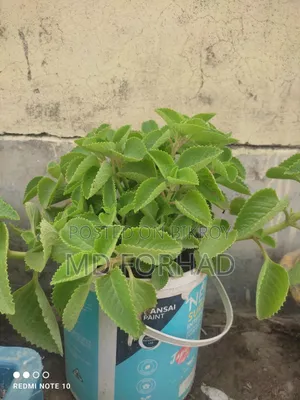 Buy Oregano Spice Plant / Seedling Easily