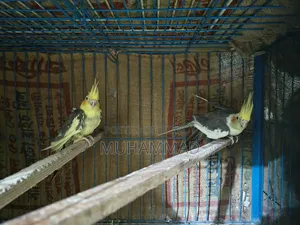 ককাটেল ফিমেল