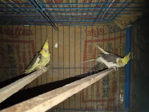 ককাটেল ফিমেল