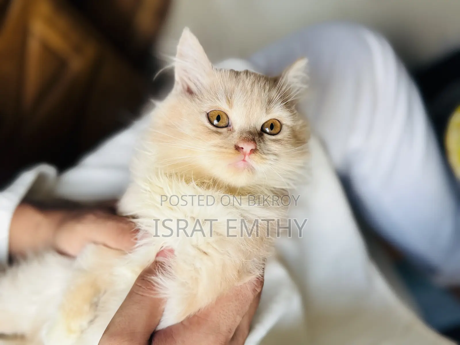 1-3 Months Female Mixed Breed Persian
