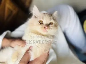 1-3 Months Female Mixed Breed Persian