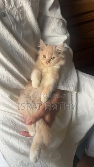 1-3 Months Female Mixed Breed Persian