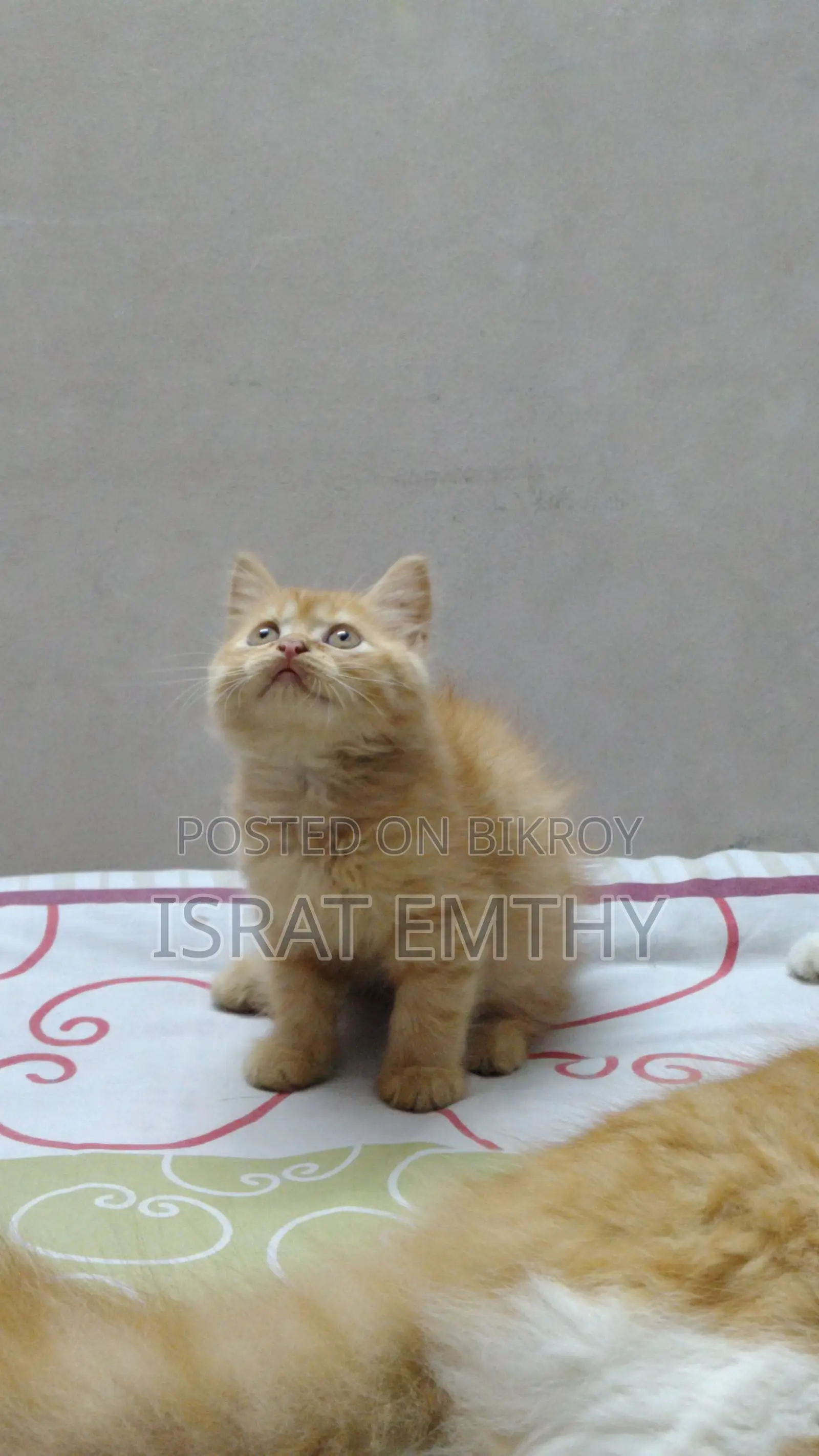 1-3 Months Female Mixed Breed Persian
