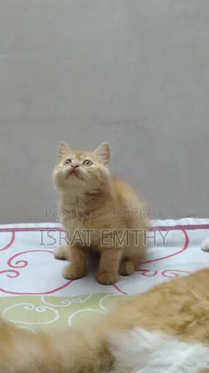1-3 Months Female Mixed Breed Persian