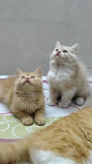 1-3 Months Female Mixed Breed Persian