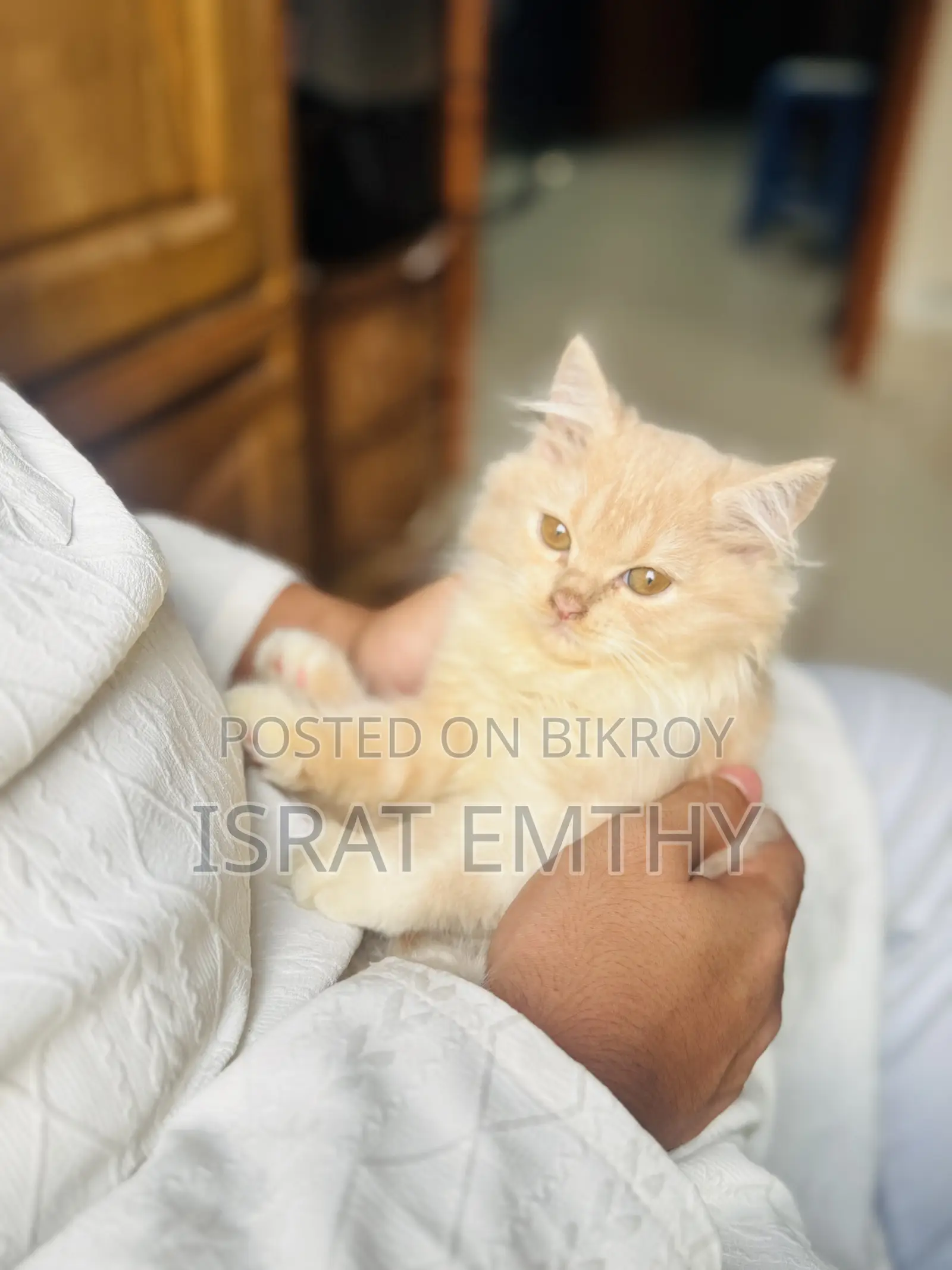 1-3 Months Female Mixed Breed Persian