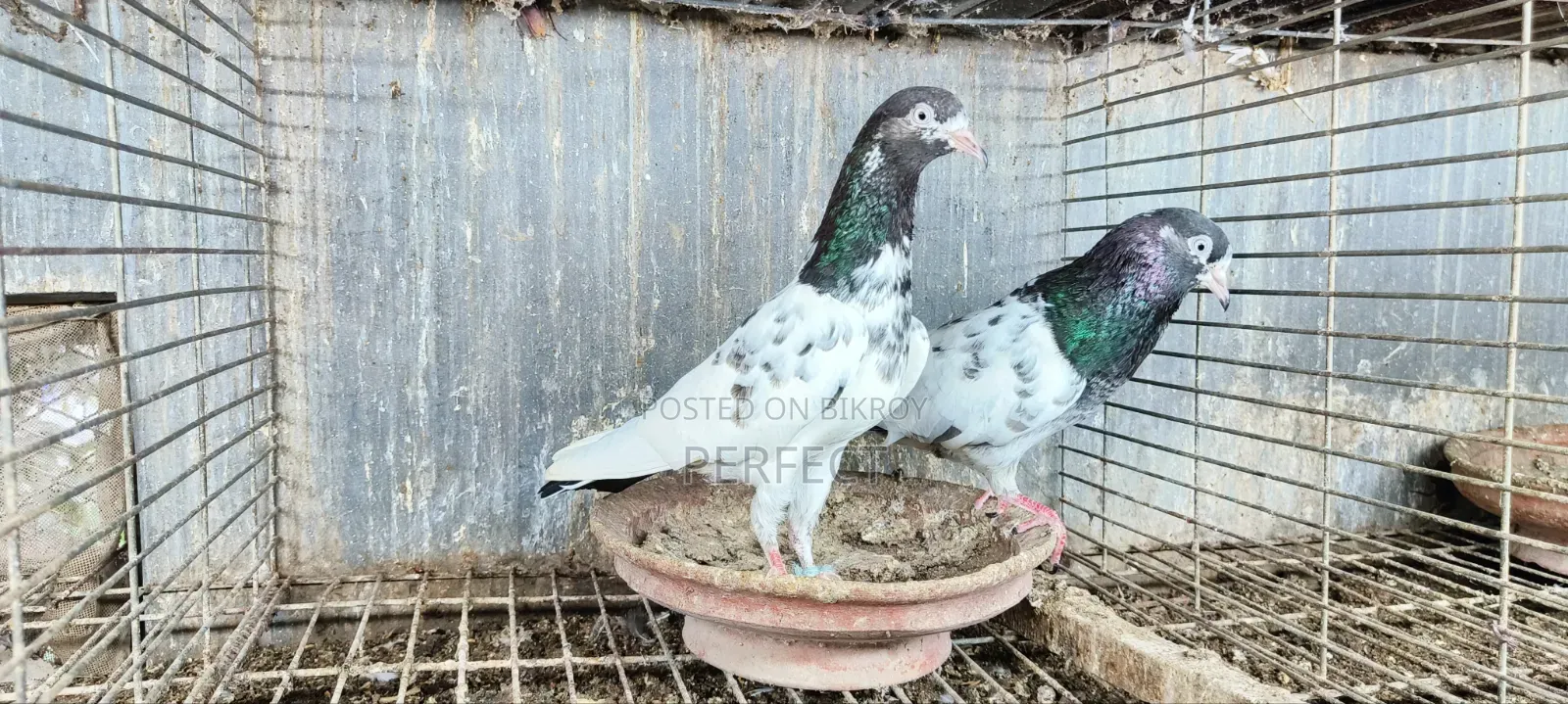 Pakistan Teddy Pigeon