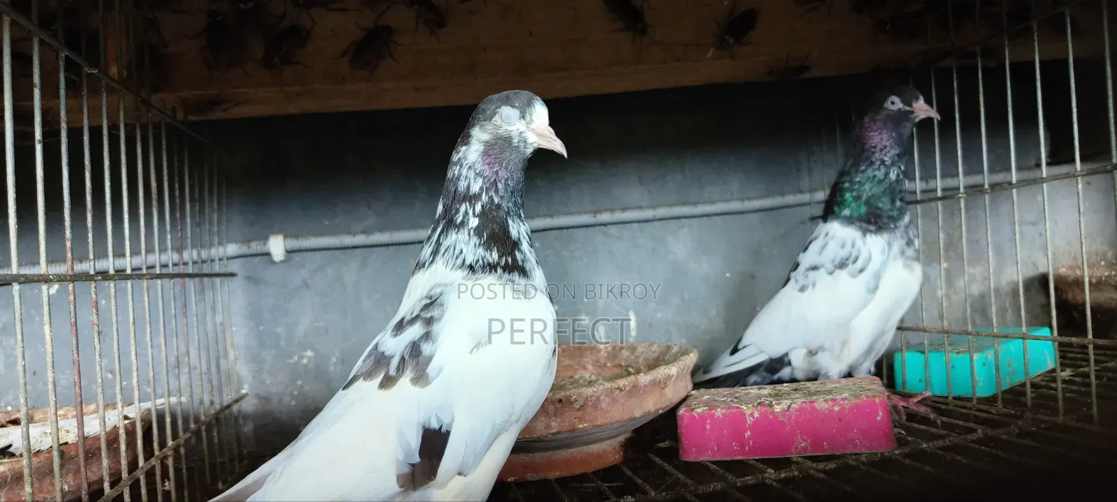 Pakistan Teddy Pigeon