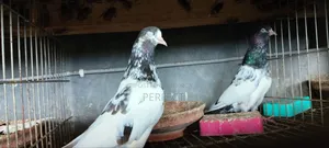Pakistan Teddy Pigeon