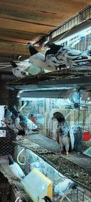 Pakistan Teddy Pigeon