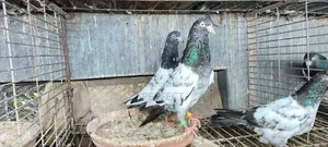 Pakistan Teddy Pigeon