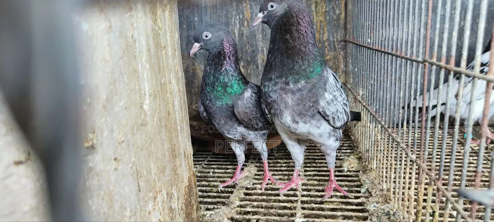 Pakistan Teddy Pigeon