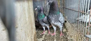 Pakistan Teddy Pigeon