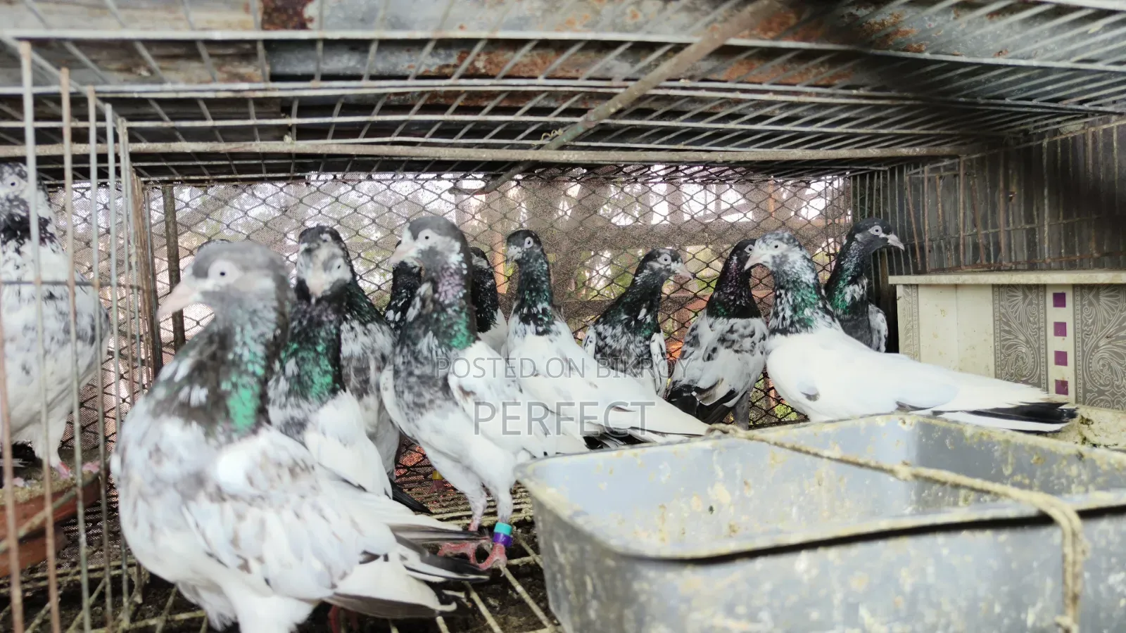 Pakistan Teddy Pigeon