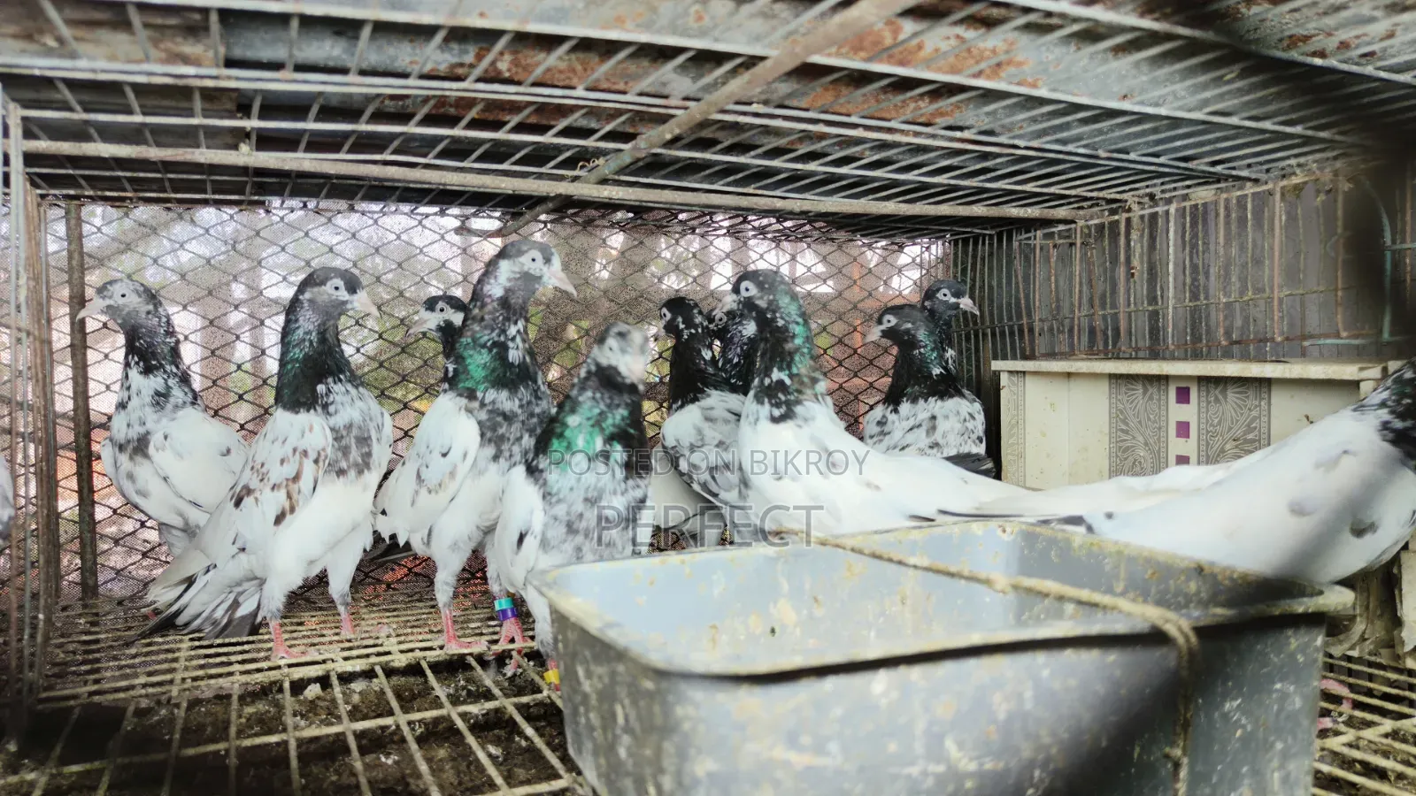 Pakistan Teddy Pigeon