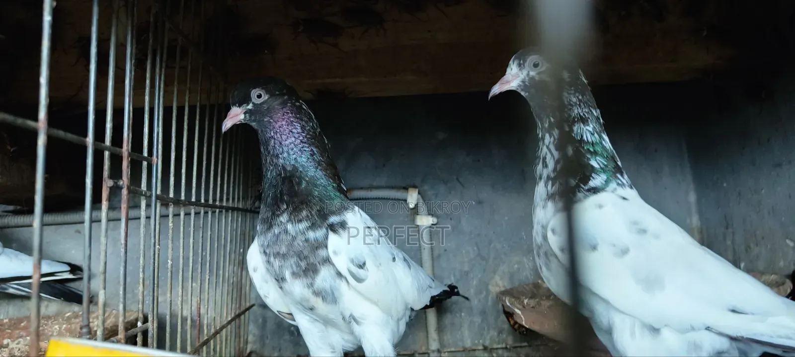 Pakistan Teddy Pigeon