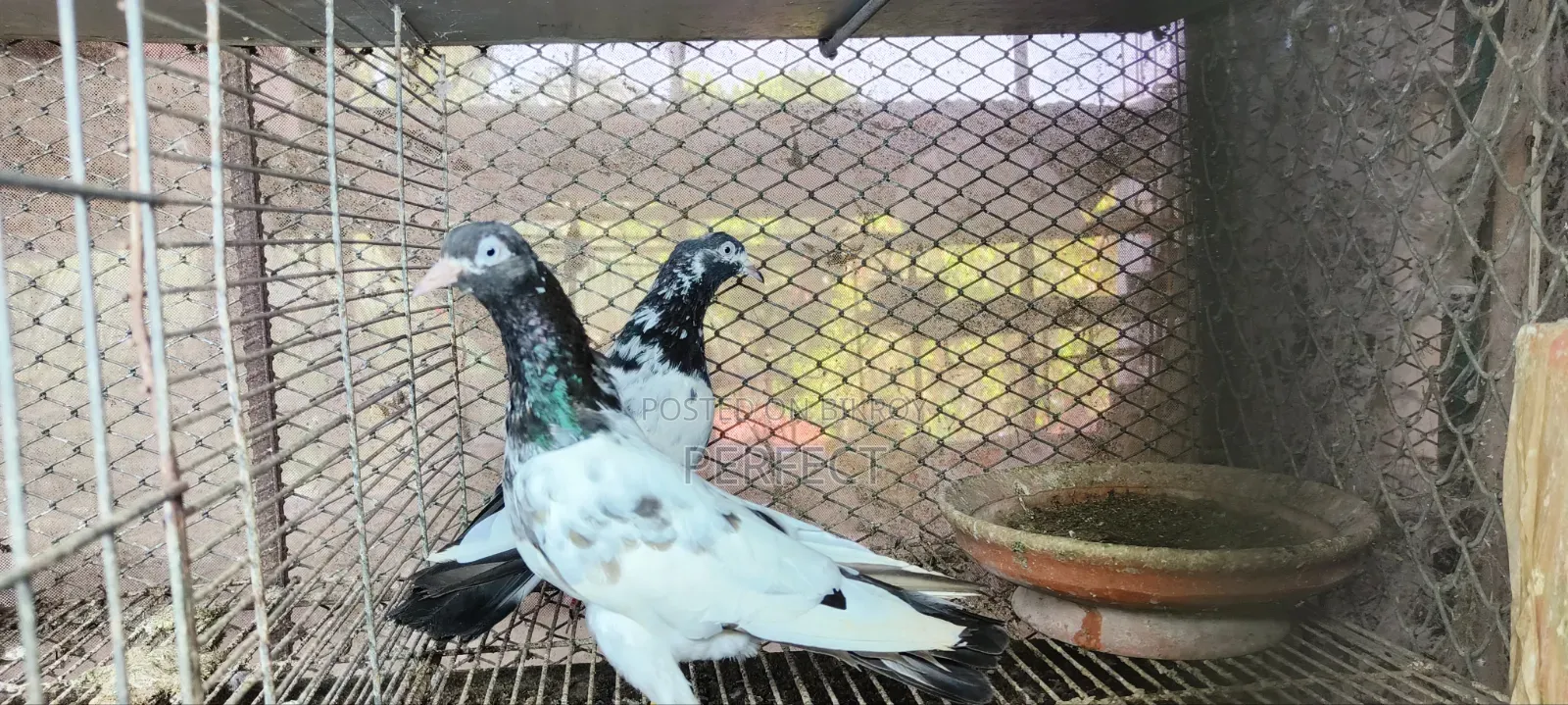 Pakistan Teddy Pigeon