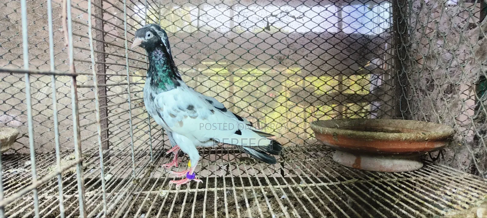 Pakistan Teddy Pigeon