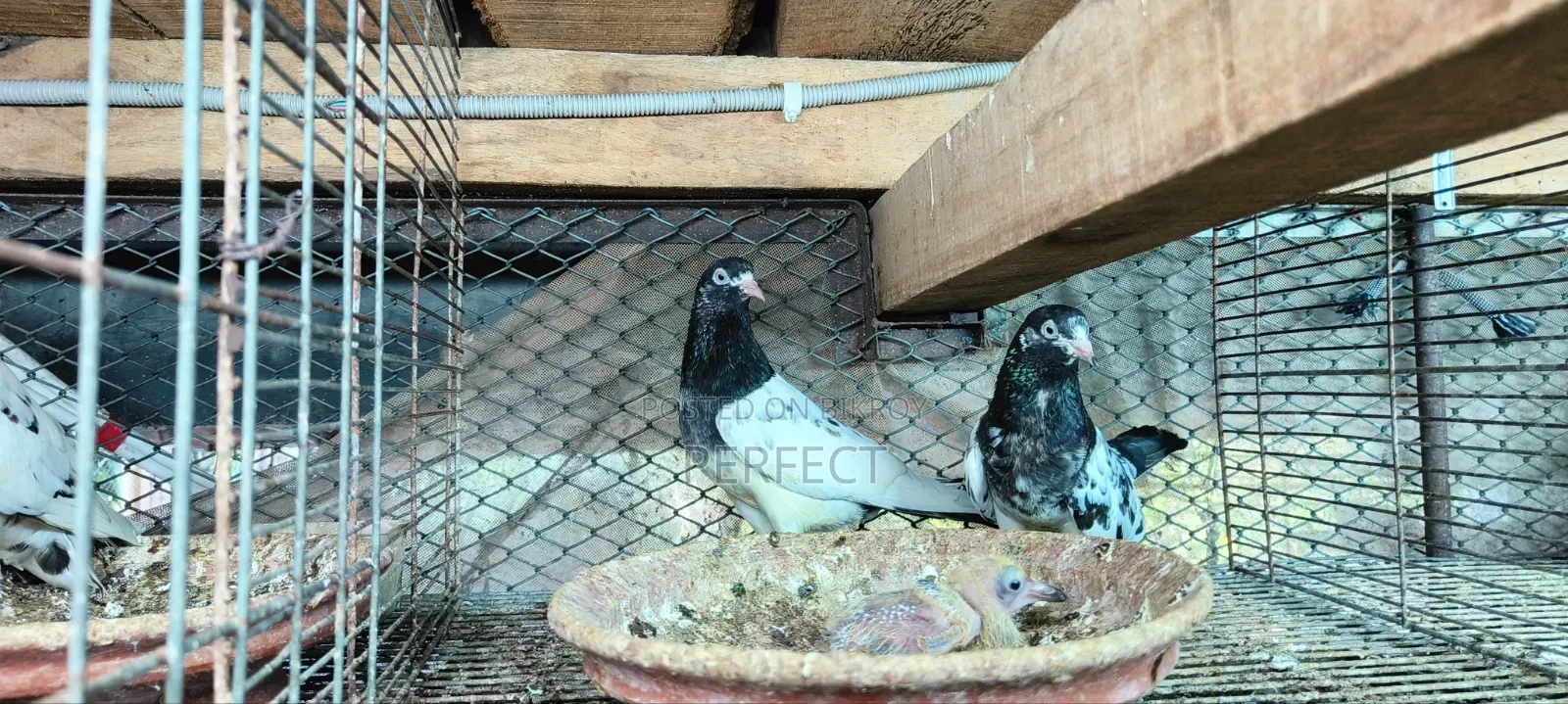Pakistan Teddy Pigeon
