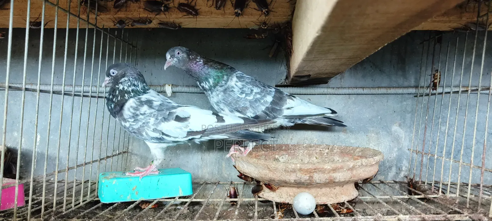Pakistan Teddy Pigeon