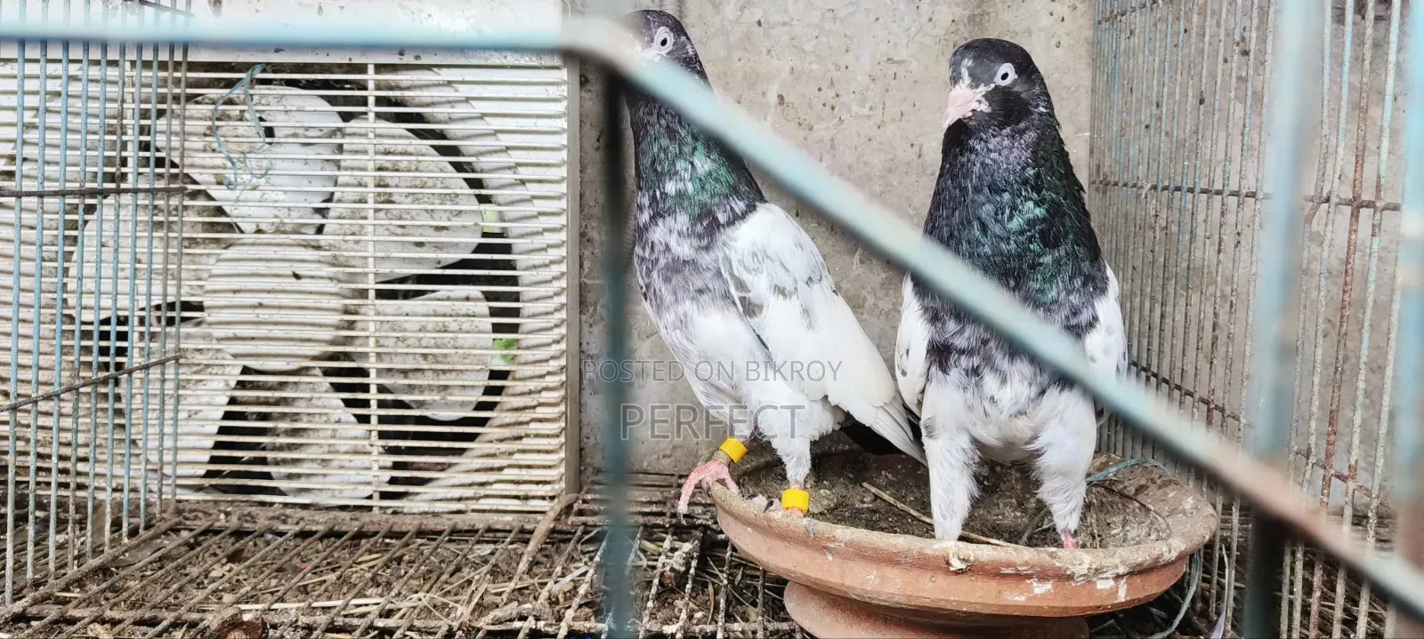 Pakistan Teddy Pigeon