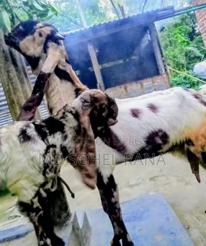 ১০০% তোতাপু‌রি, বিগ সাইজ, প‌্যাগ‌নেট ছা‌গোল বিক্রয়,