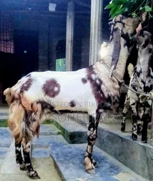 ১০০% তোতাপু‌রি, বিগ সাইজ, প‌্যাগ‌নেট ছা‌গোল বিক্রয়,