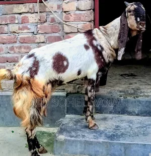 ১০০% তোতাপু‌রি, বিগ সাইজ, প‌্যাগ‌নেট ছা‌গোল বিক্রয়,