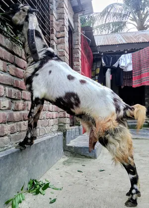 ১০০% তোতাপু‌রি, বিগ সাইজ, প‌্যাগ‌নেট ছা‌গোল বিক্রয়,