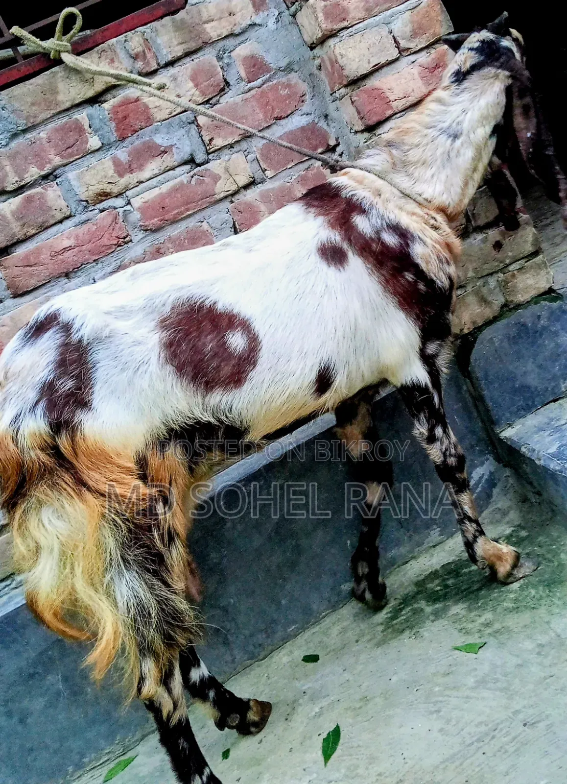 ১০০% তোতাপু‌রি, বিগ সাইজ, প‌্যাগ‌নেট ছা‌গোল বিক্রয়,