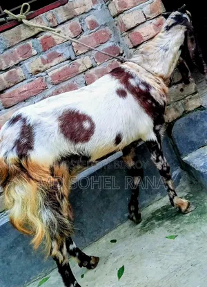 ১০০% তোতাপু‌রি, বিগ সাইজ, প‌্যাগ‌নেট ছা‌গোল বিক্রয়,