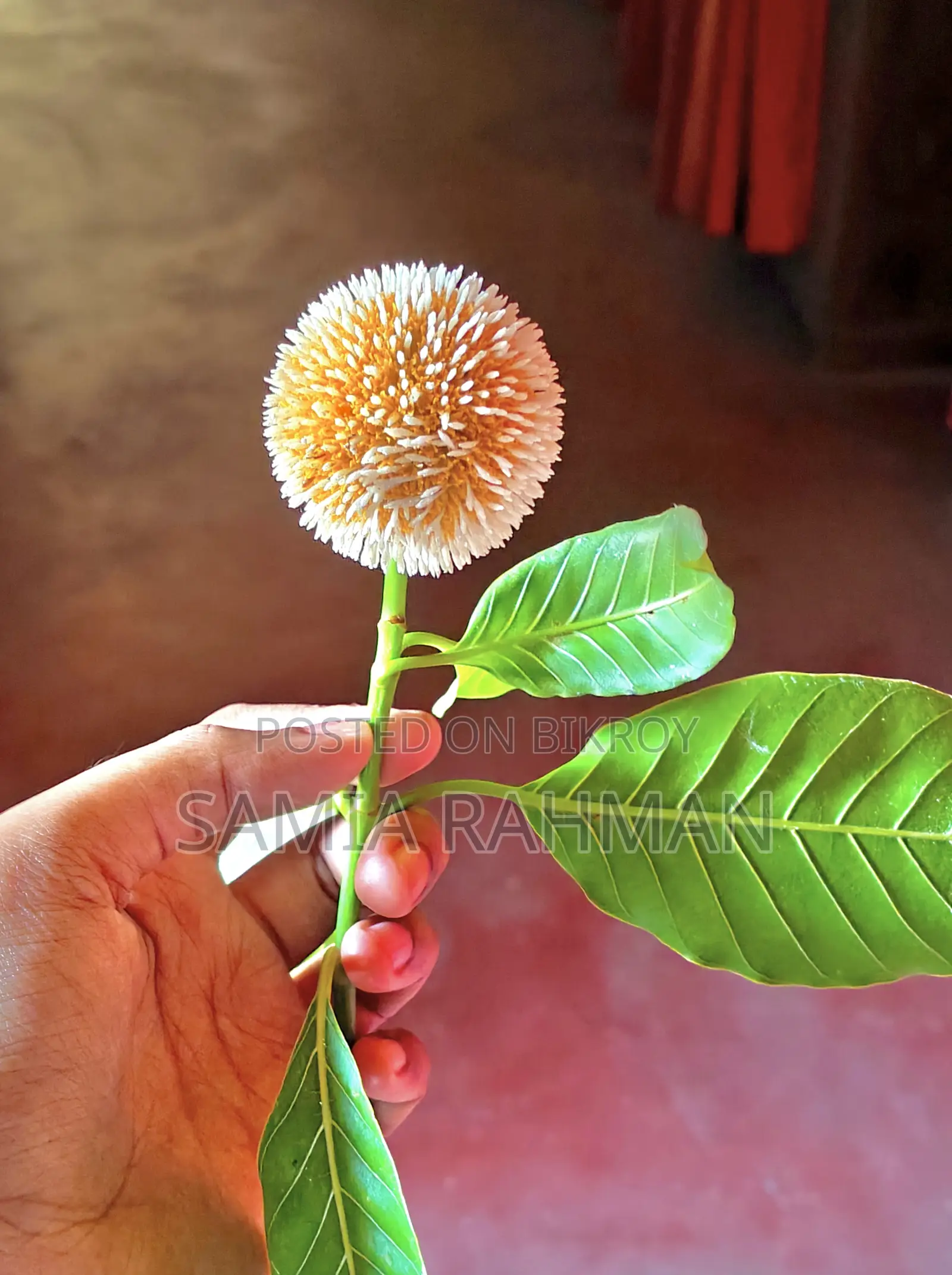 কম্পিউটিং আইটি সিভি