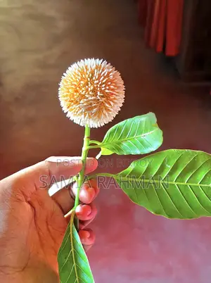 কম্পিউটিং আইটি সিভি