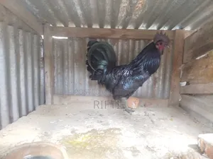 কাদাকনাথ মুরগি