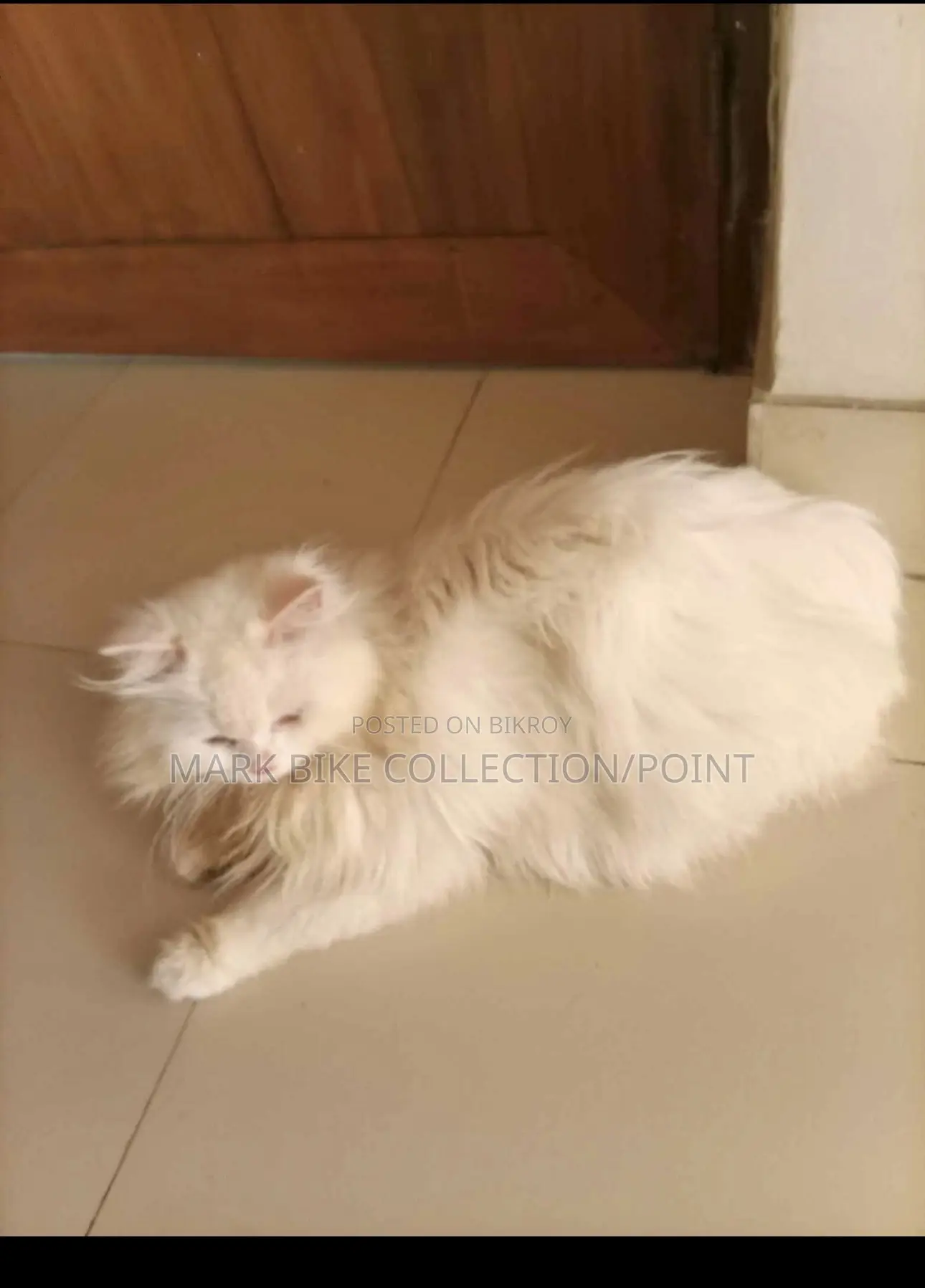 1+ Year Male Purebred Persian