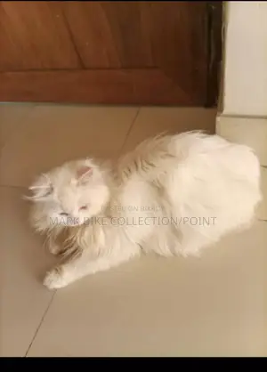 1+ Year Male Purebred Persian